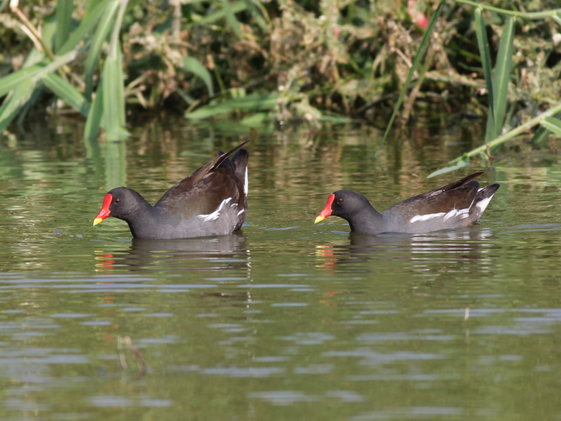 Common Moorhen.JPG