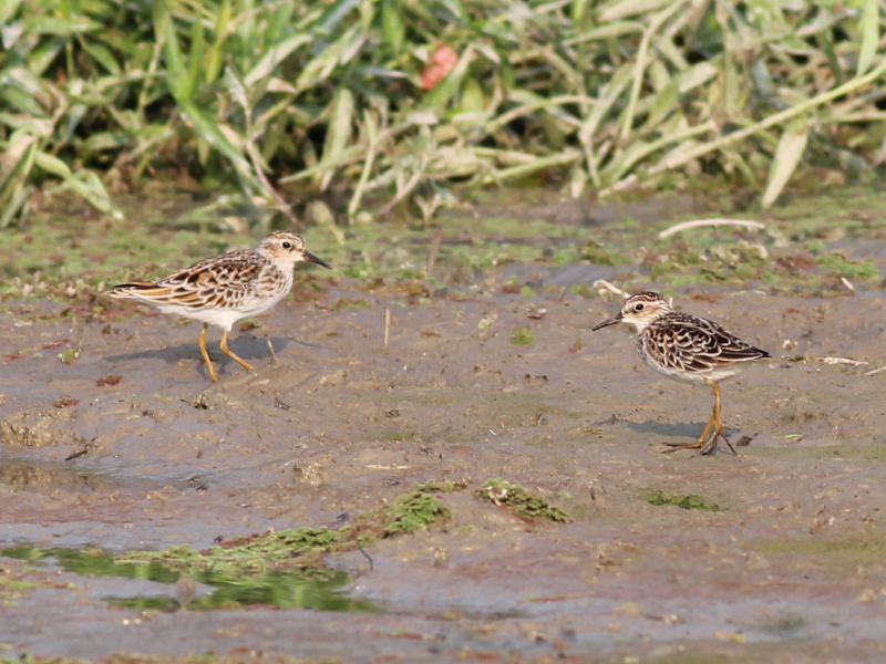 Long-toed Stint.JPG