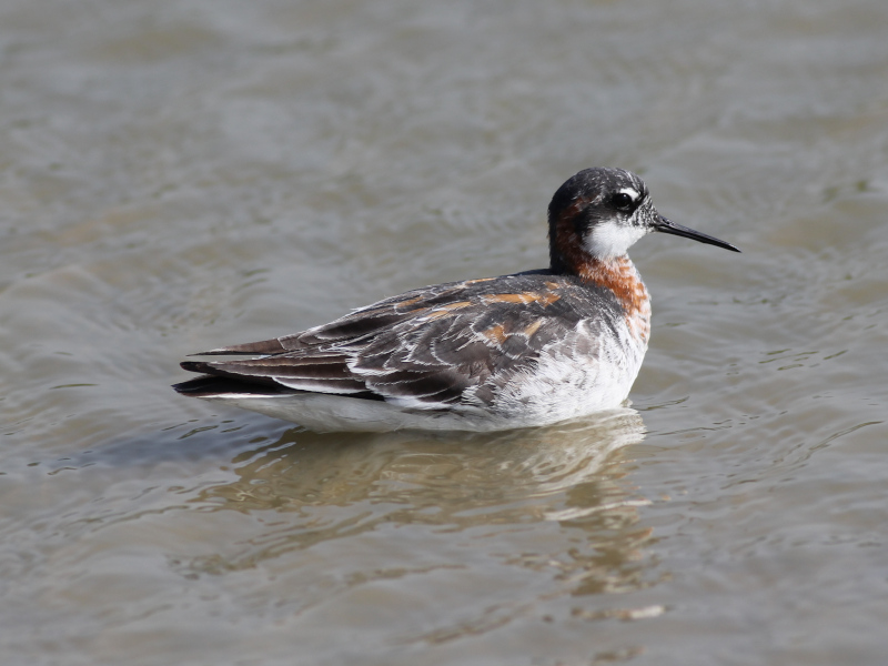 Red-necked Phalarope.JPG