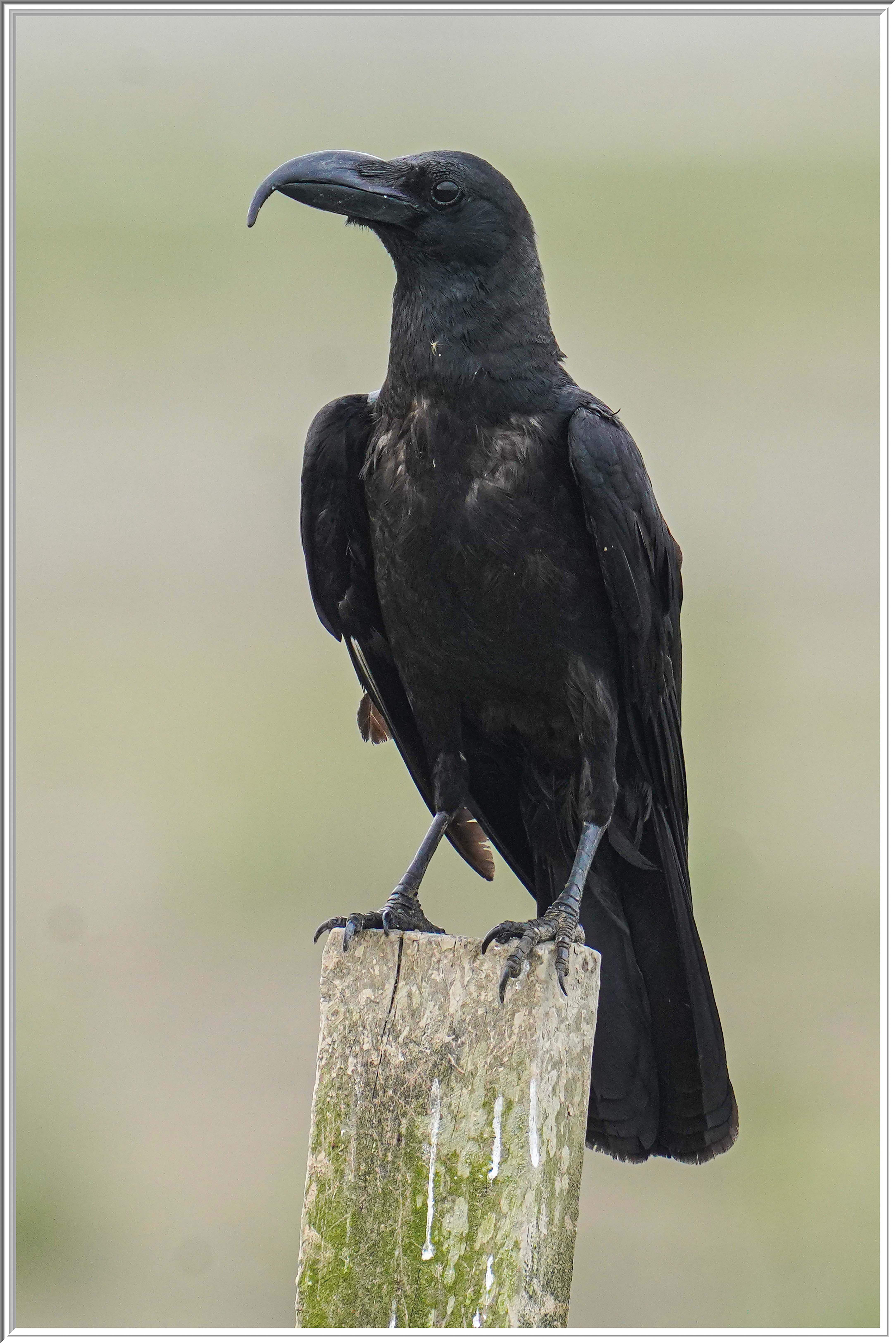 大嘴烏鴉(Large-billed Crow) with deformed bill, genetic problem