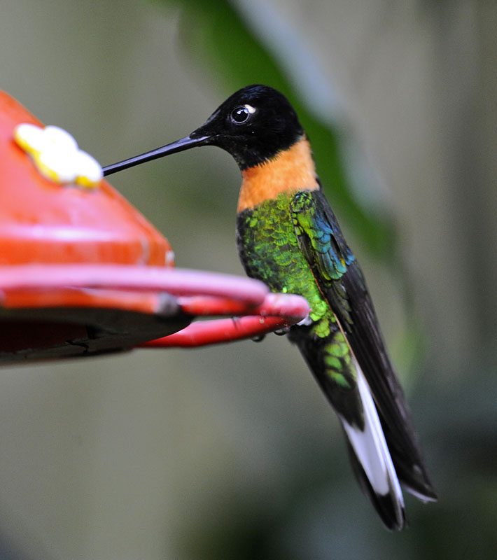 collared inca_DSC7987.jpg