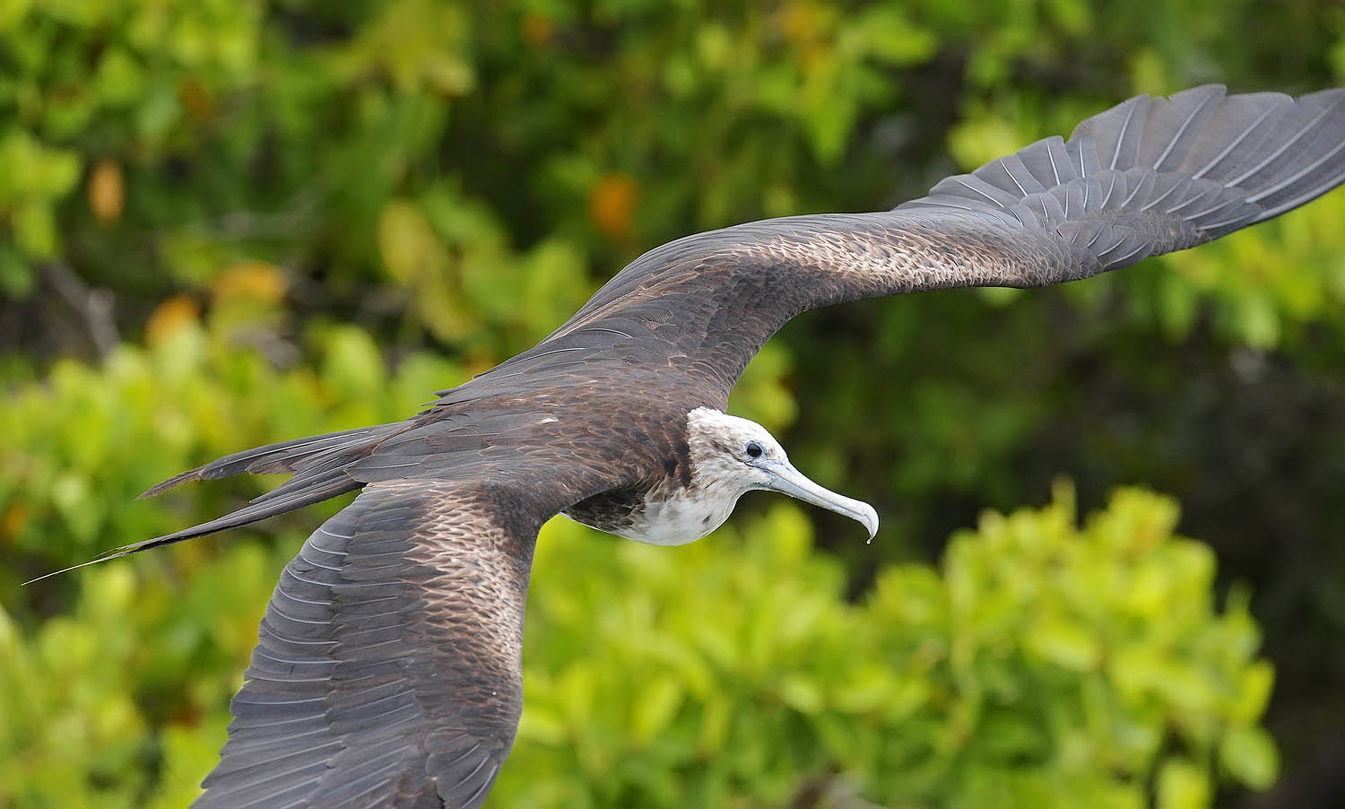 magnificant frigatebird female flight nw big_DSC7142.jpg