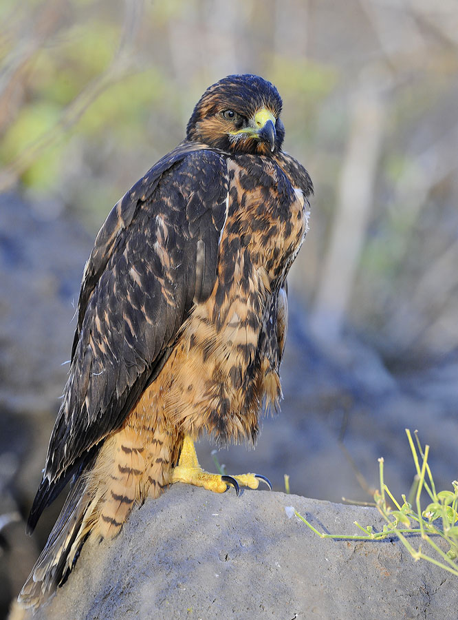 galapagos hawk_DSC9257.jpg