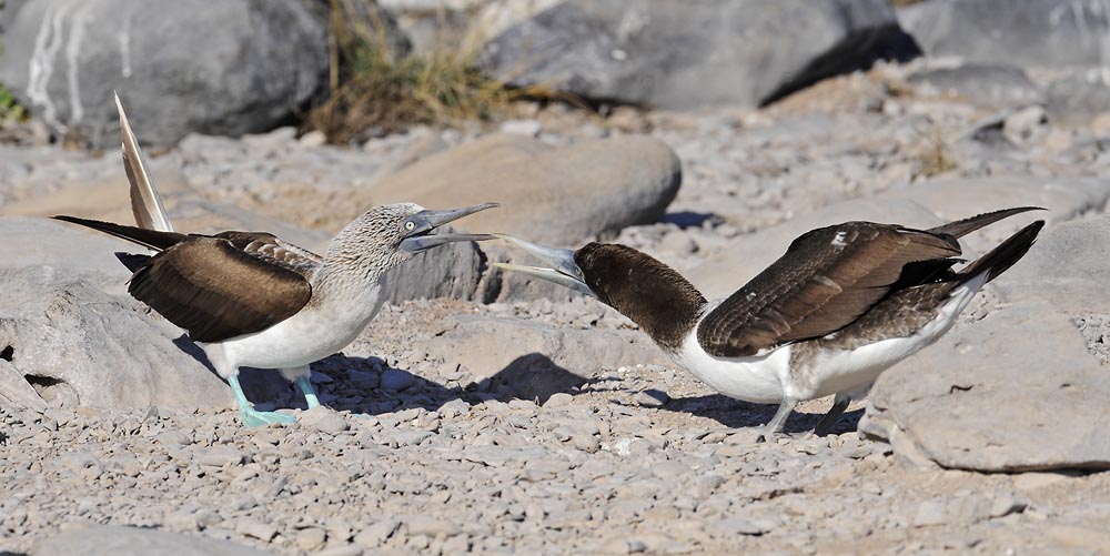 bf booby nazcar booby juv fight_DSC8436.jpg