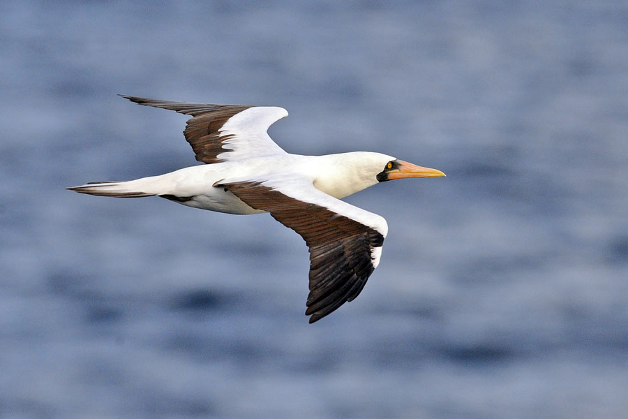 nazcar booby flight _DSC9005.jpg