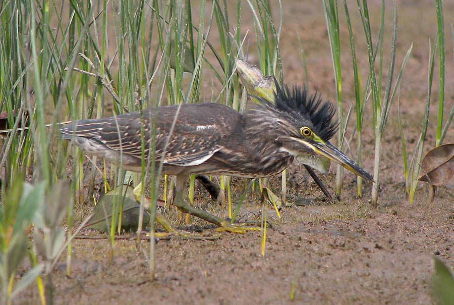 striated heron juv crest DSCN1625.jpg