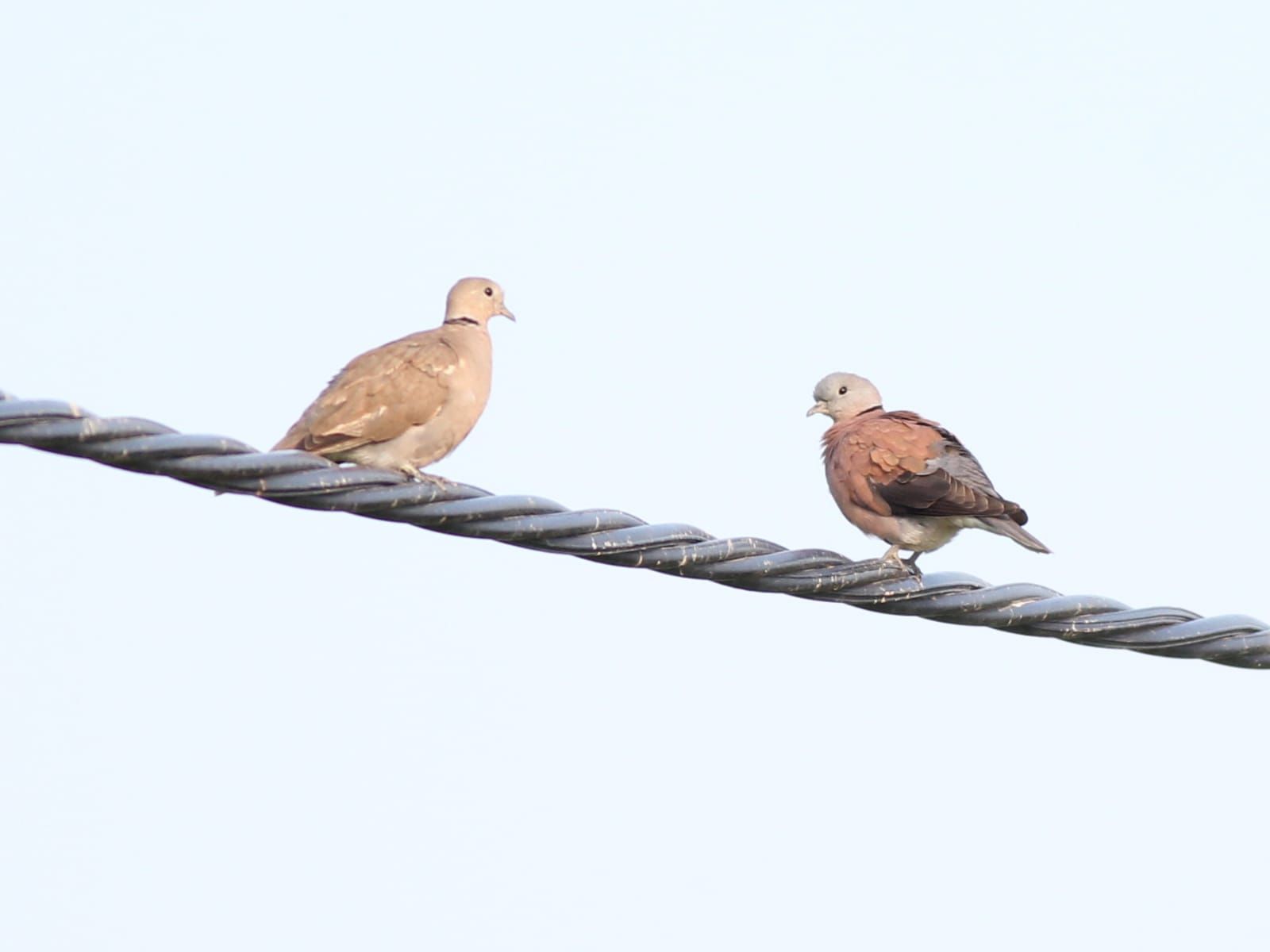 IMG-20211030Red  Turtle Dove.jpg