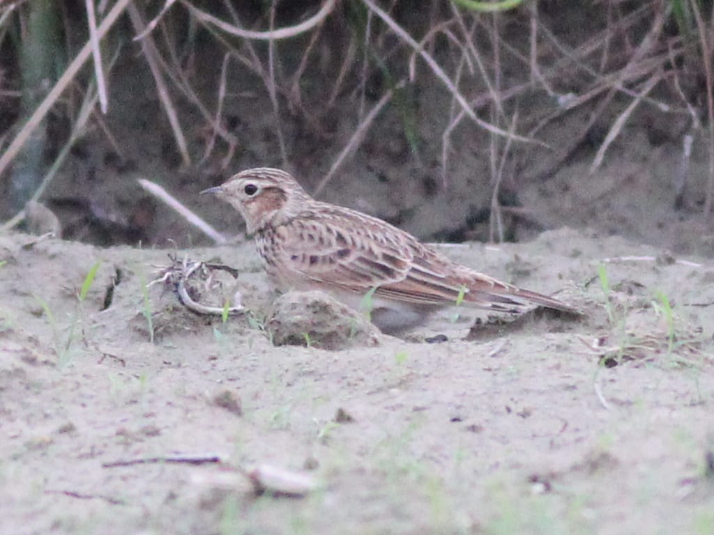 IMG-20211030 Eurasian Skylark.jpg