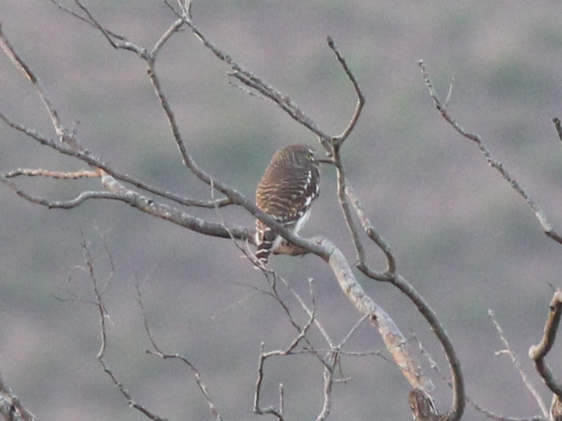 02523 Asian Barred Owlet 211101.JPG