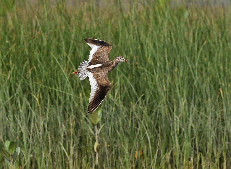 redshank flight nw _DSC9459.jpg