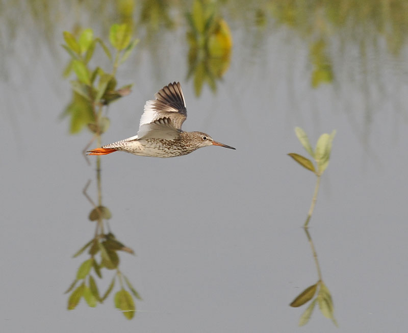 redshank flight _DSC9421.jpg