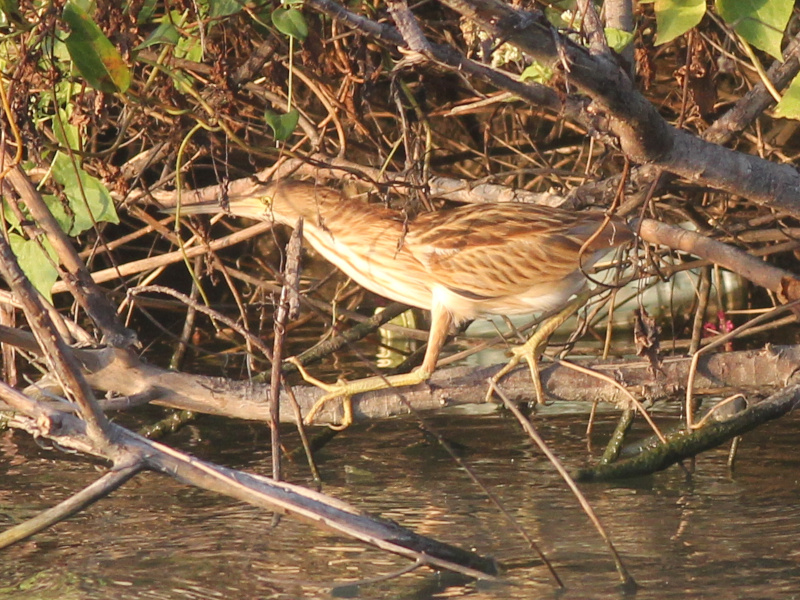 00812 Yellow Bittern 211109.JPG