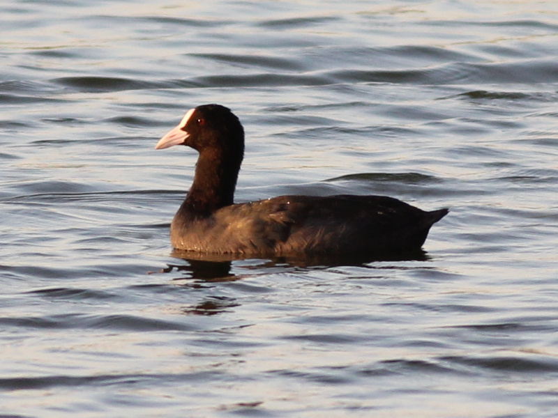 01398 Eurasian Coot 211109.JPG