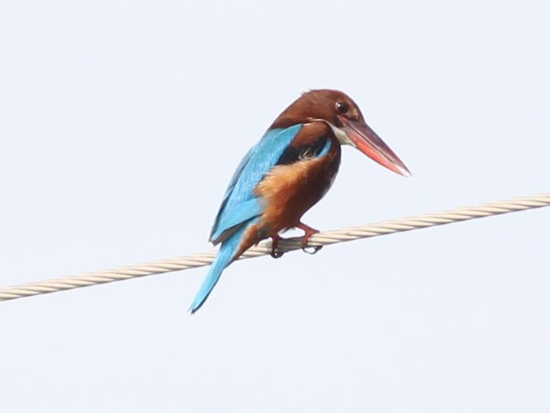 03282 White-throated Kingfisher 211109.JPG