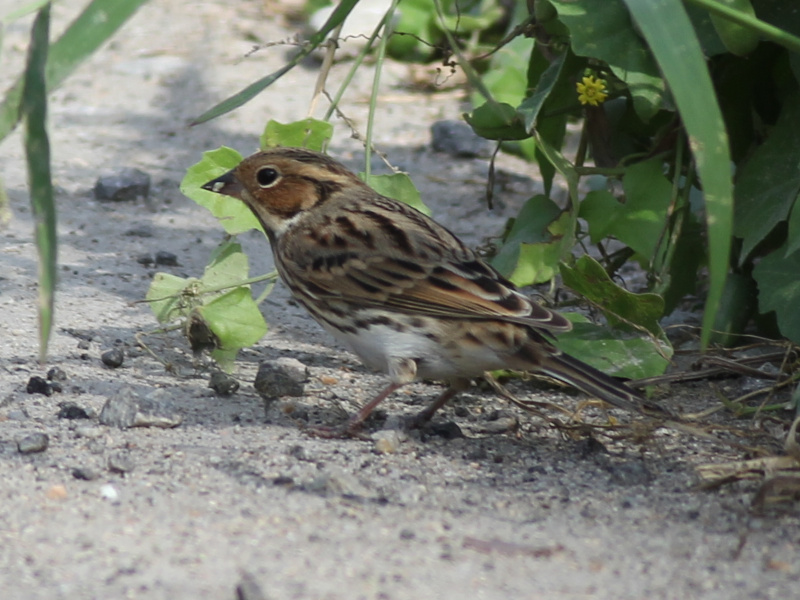 10030 Little Bunting 211109.JPG