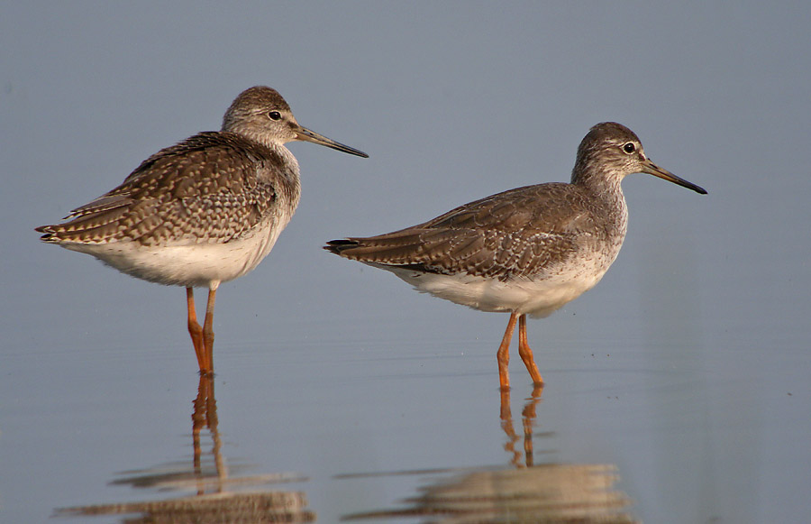 redshanks DSCN1050.jpg