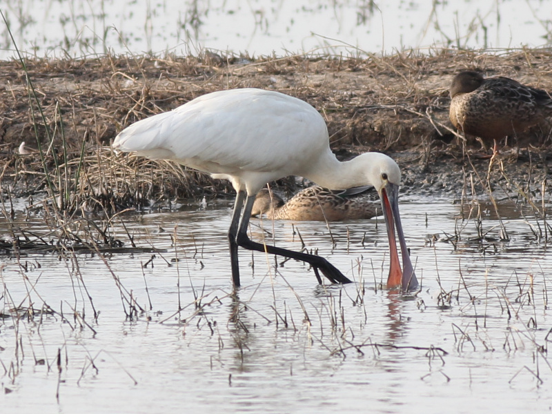 00789 Eurasian Spoonbill 211116.JPG