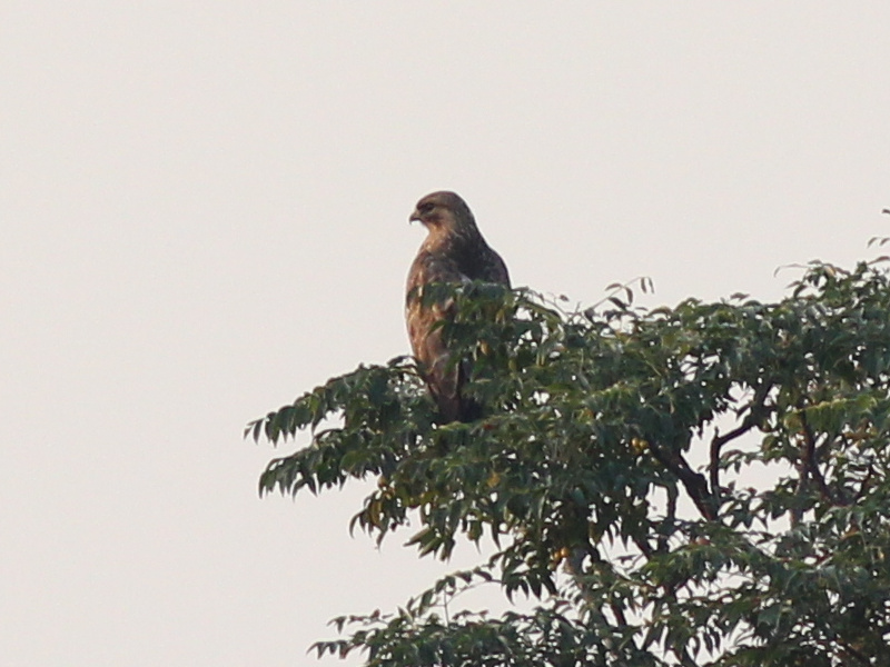 01191 Eastern Buzzard 211116a.JPG