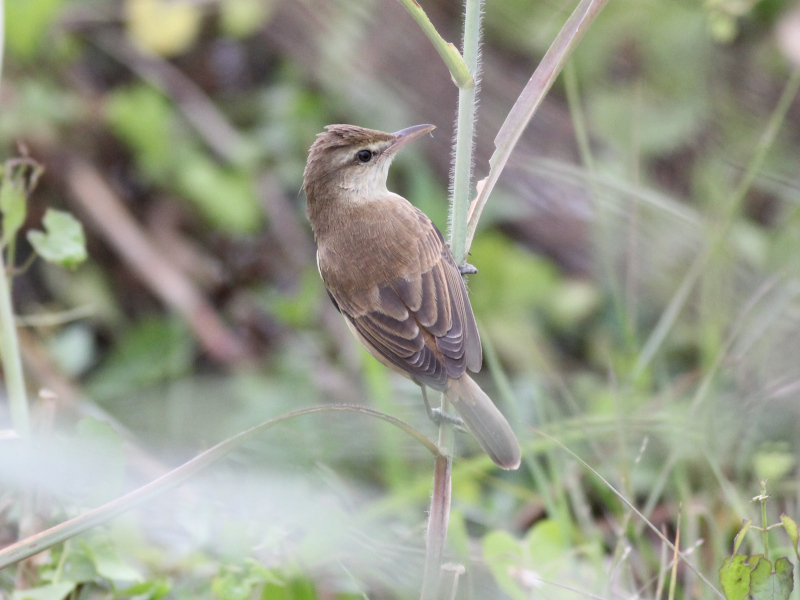 07600 Oriental Reed Warbler 211119.JPG