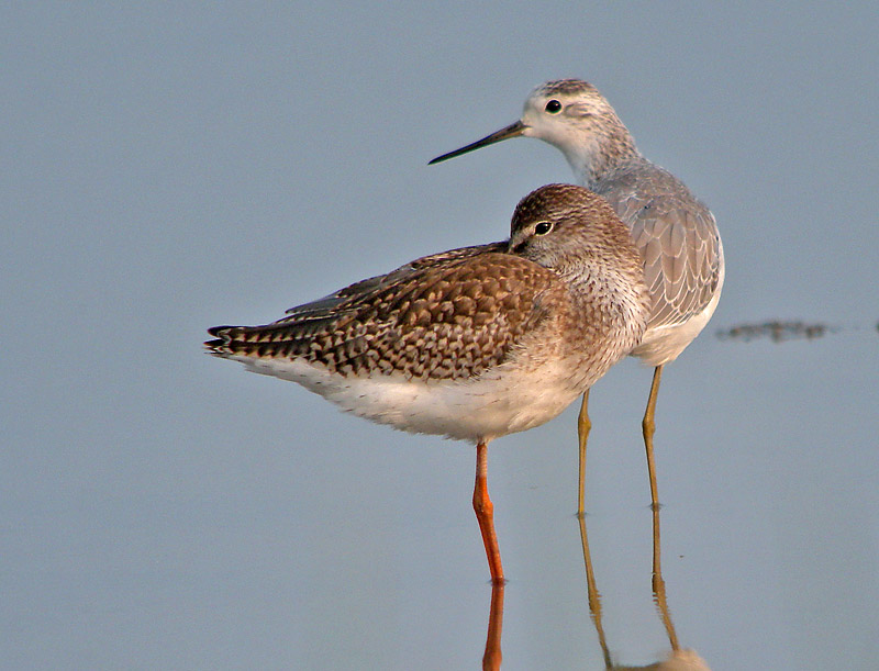 redshank marsh sand DSCN1117.jpg