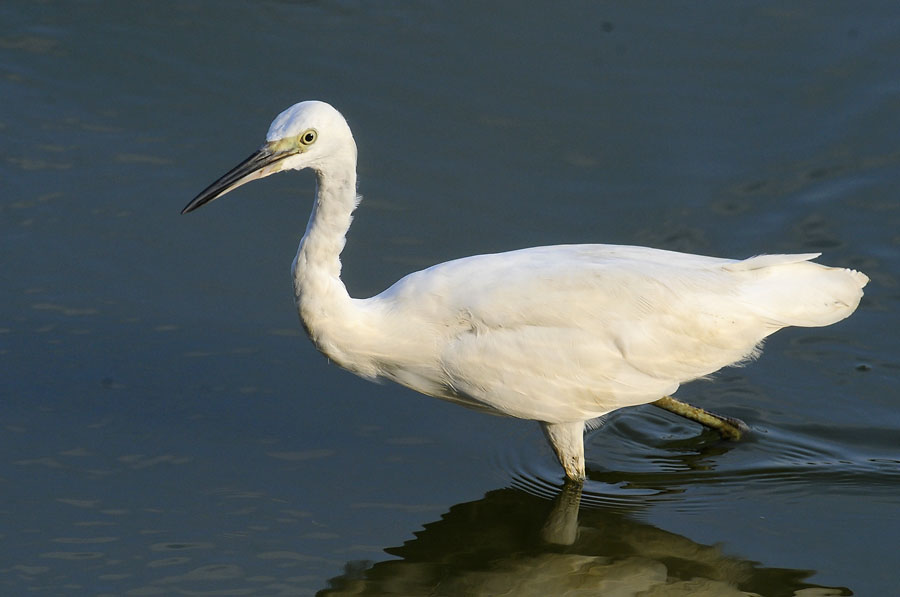 little egret_DSC1192.jpg