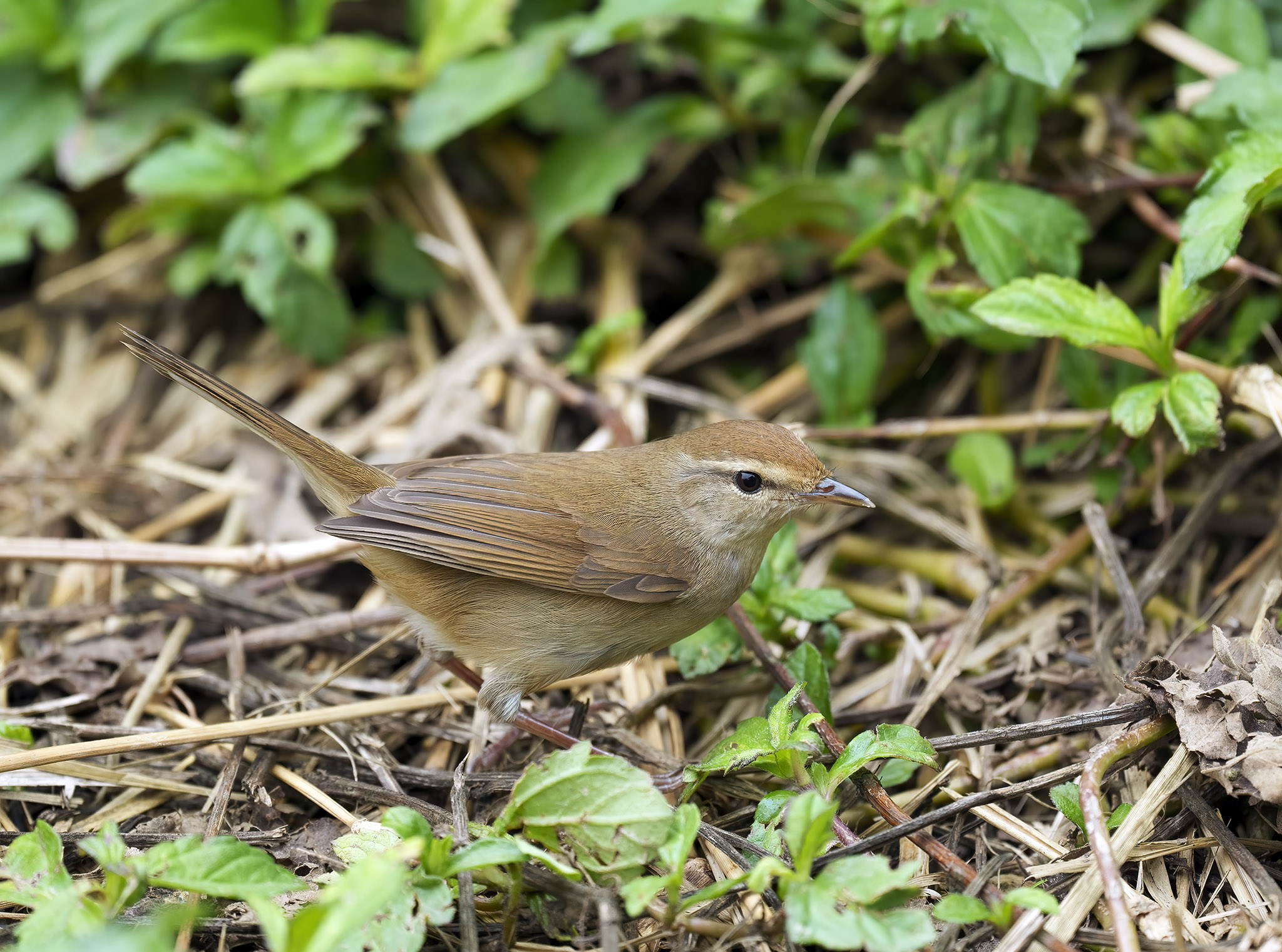 Manchurian Bush Warbler DSC03628 D plugin.jpg