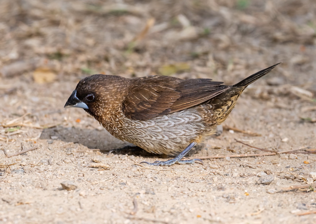 munia2.jpg