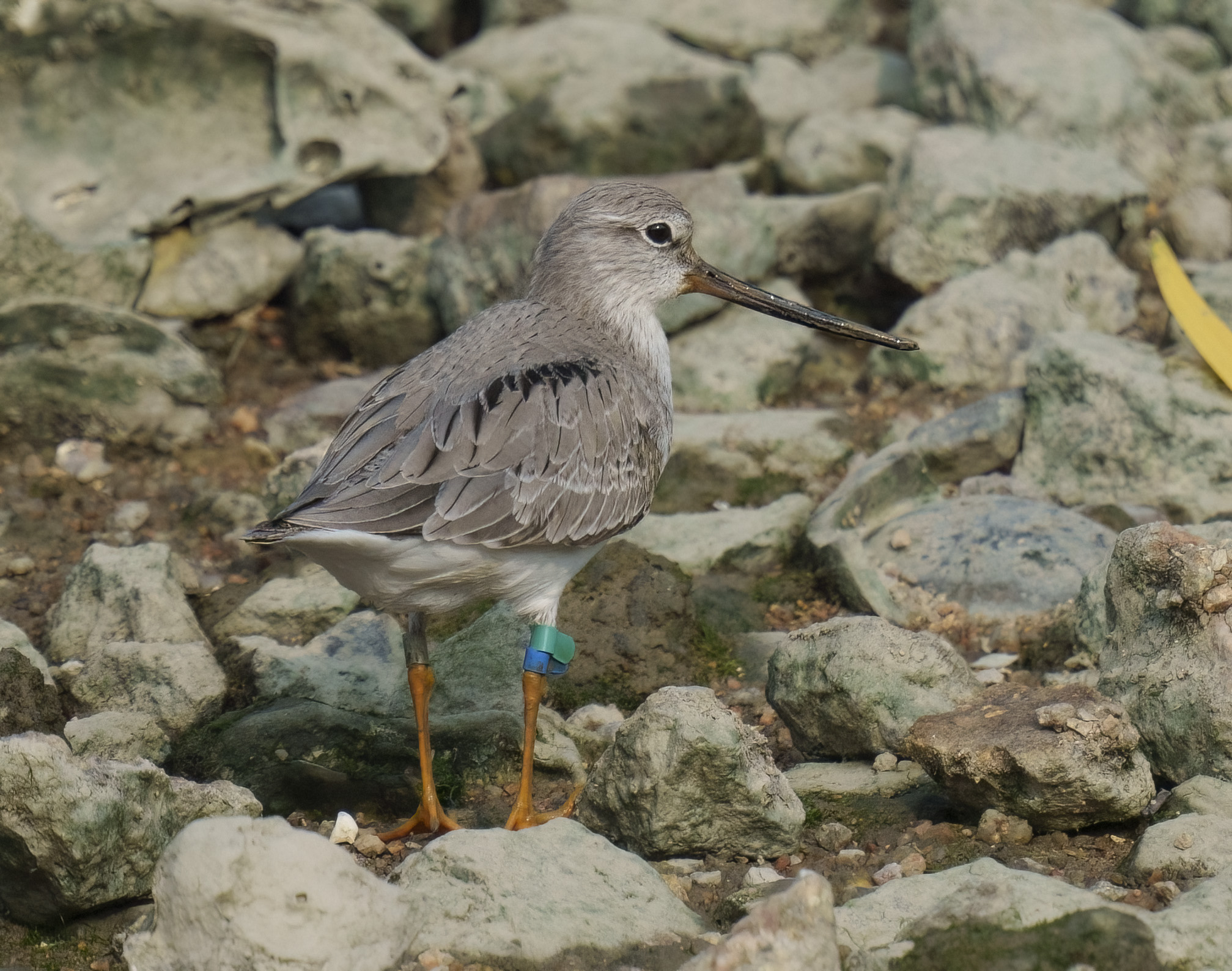 Terek Sandpiper DSC08735 D.jpg