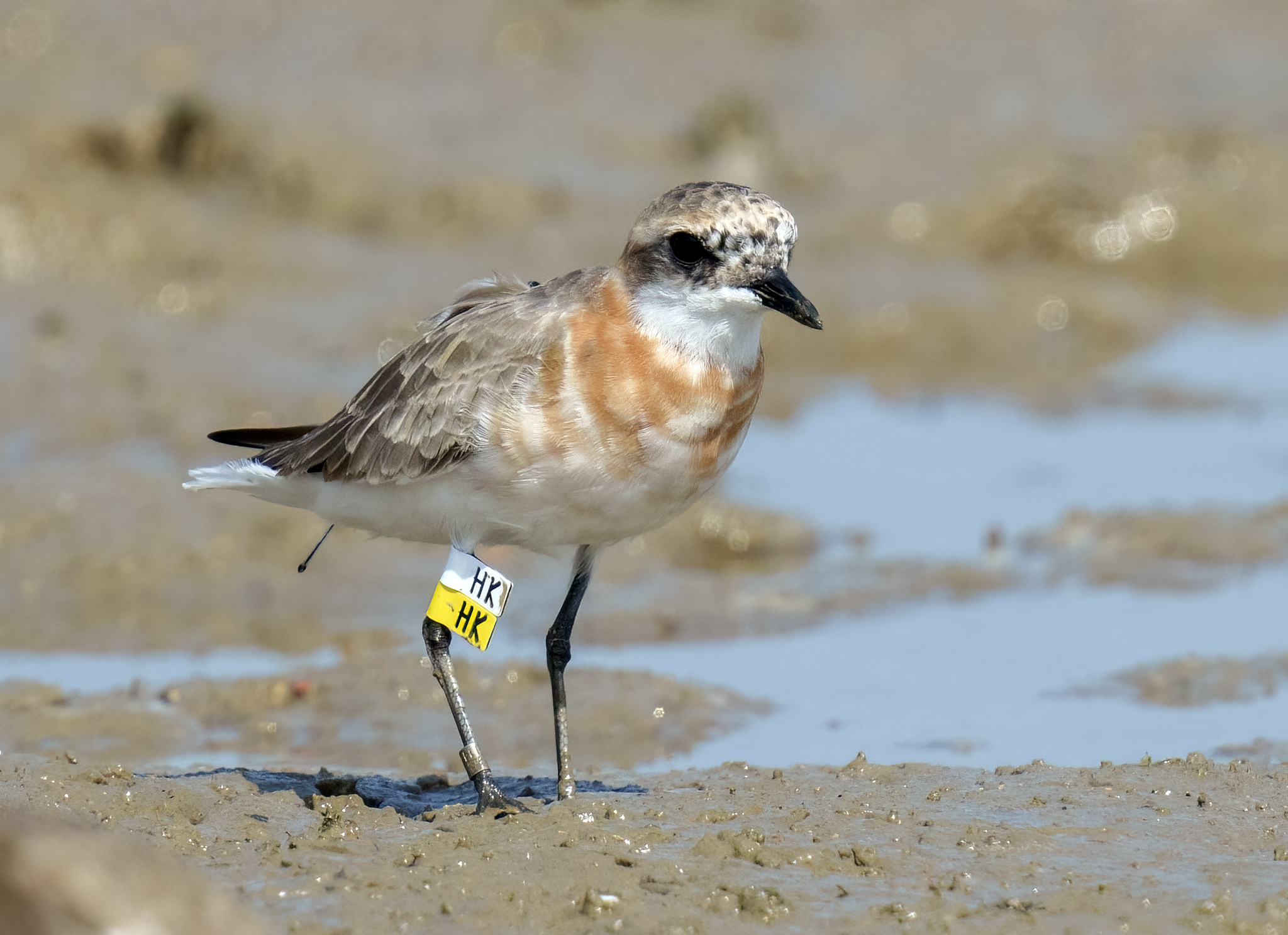 Greater Sand Plover DSC00675 D.jpg