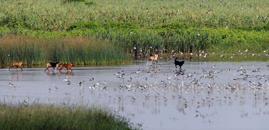 dogs waders 2 _DSC4963.jpg