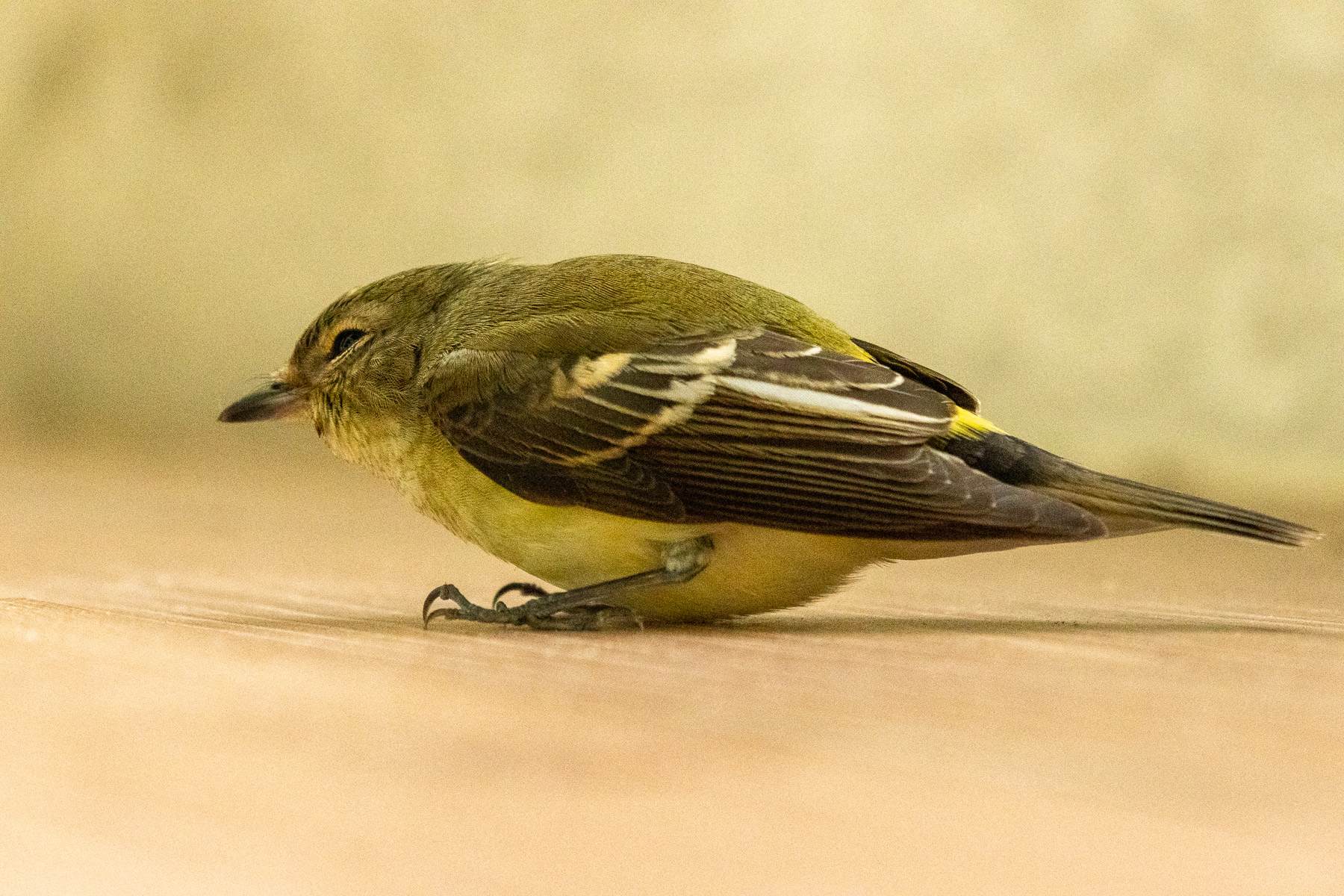 Yellow-rumped Flycatcher 1.jpg