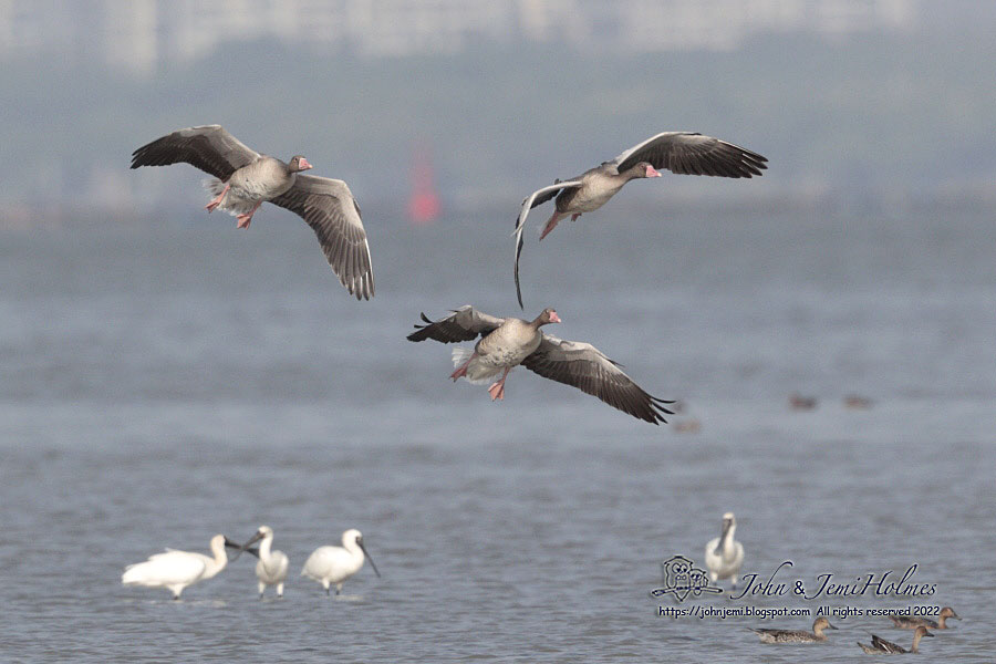 Greylag_MPNR_J_A0776-01.jpg