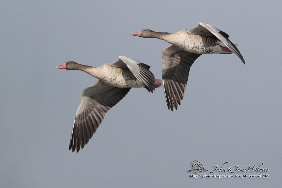 Greylag_MPNR_J_A0845-01.jpg