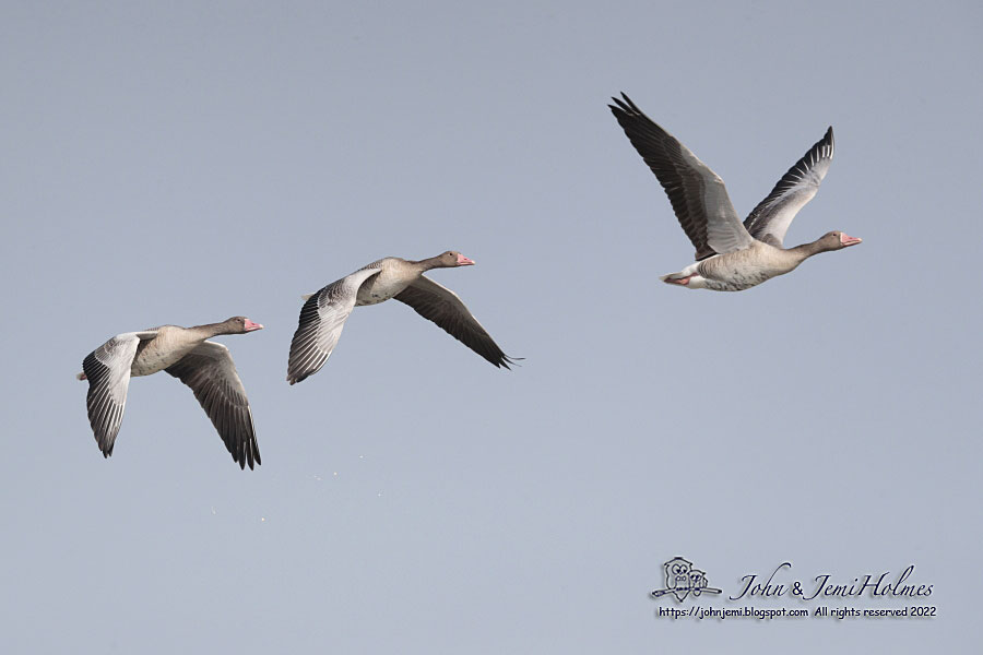 Greylag_MPNR_J_A0938-01.jpg