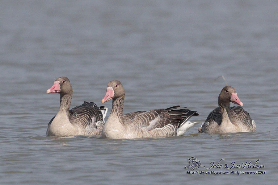 Greylag_MPNR_J_A1097-01.jpg