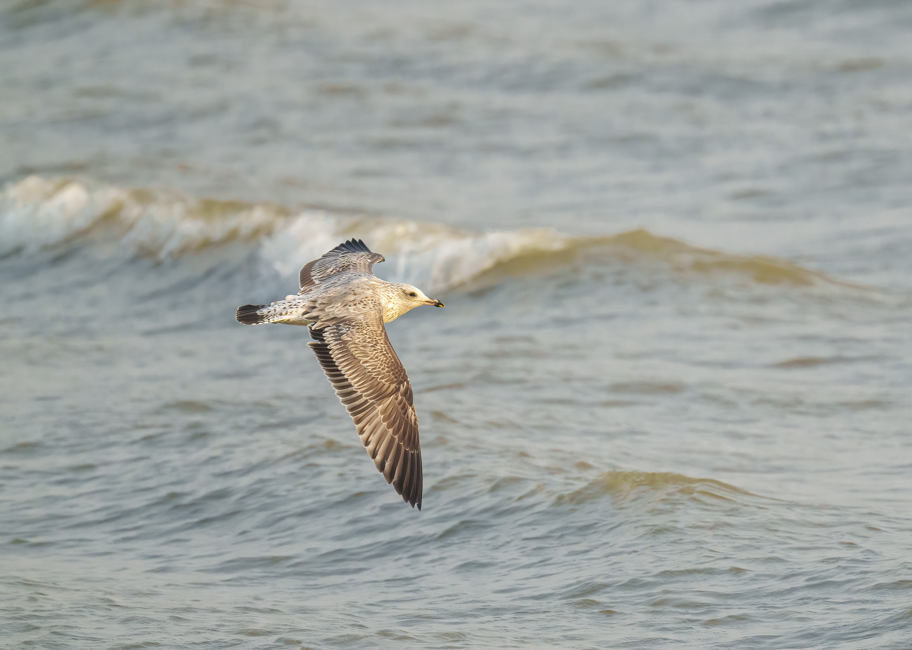 Vega Gull (1st winter) DSC01476 D.jpg