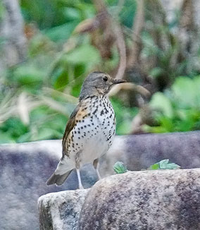 Poss-Japanese-Thrush.jpg