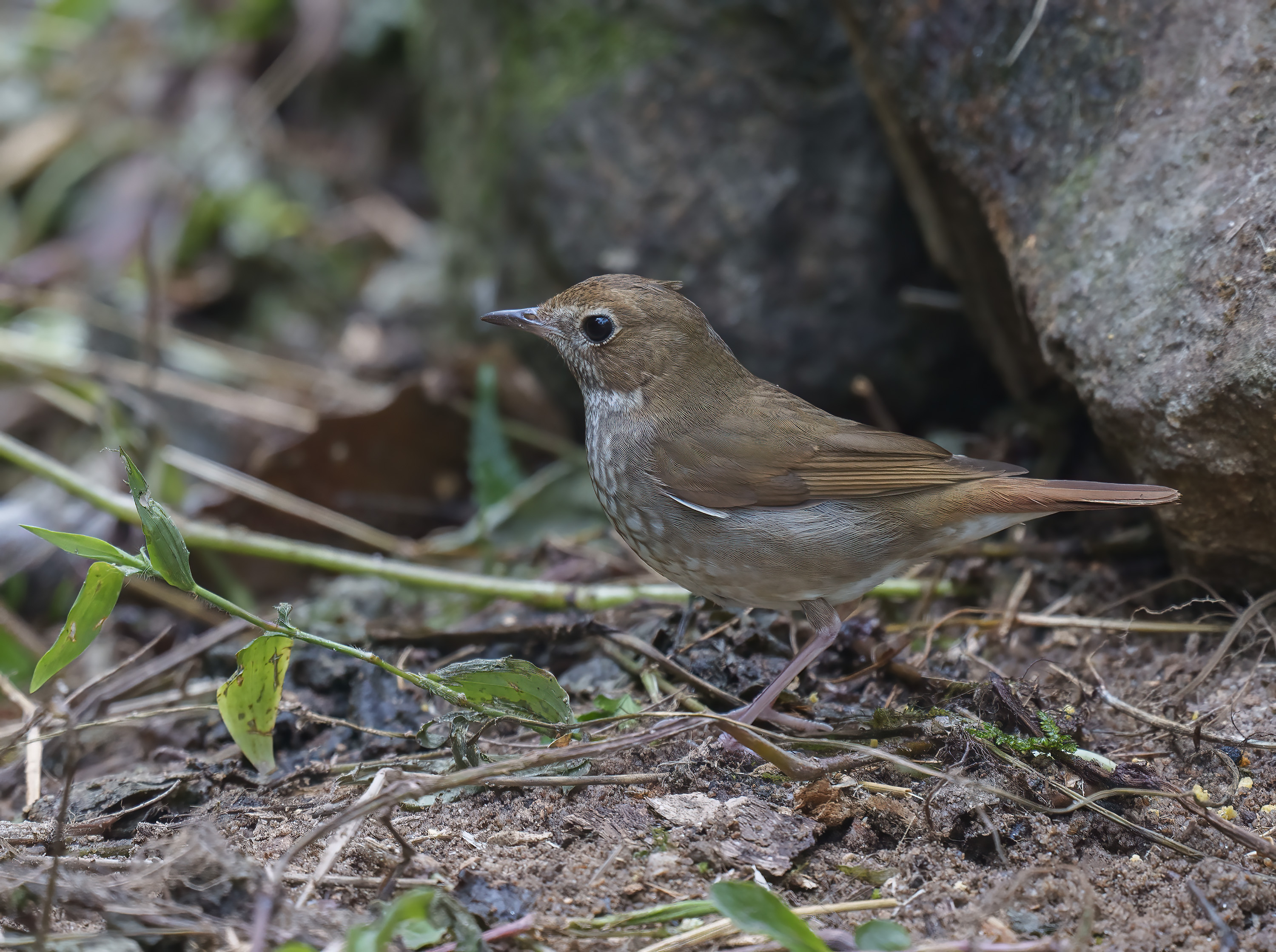 Rufous-tailes Robin DSC01927 D.jpg