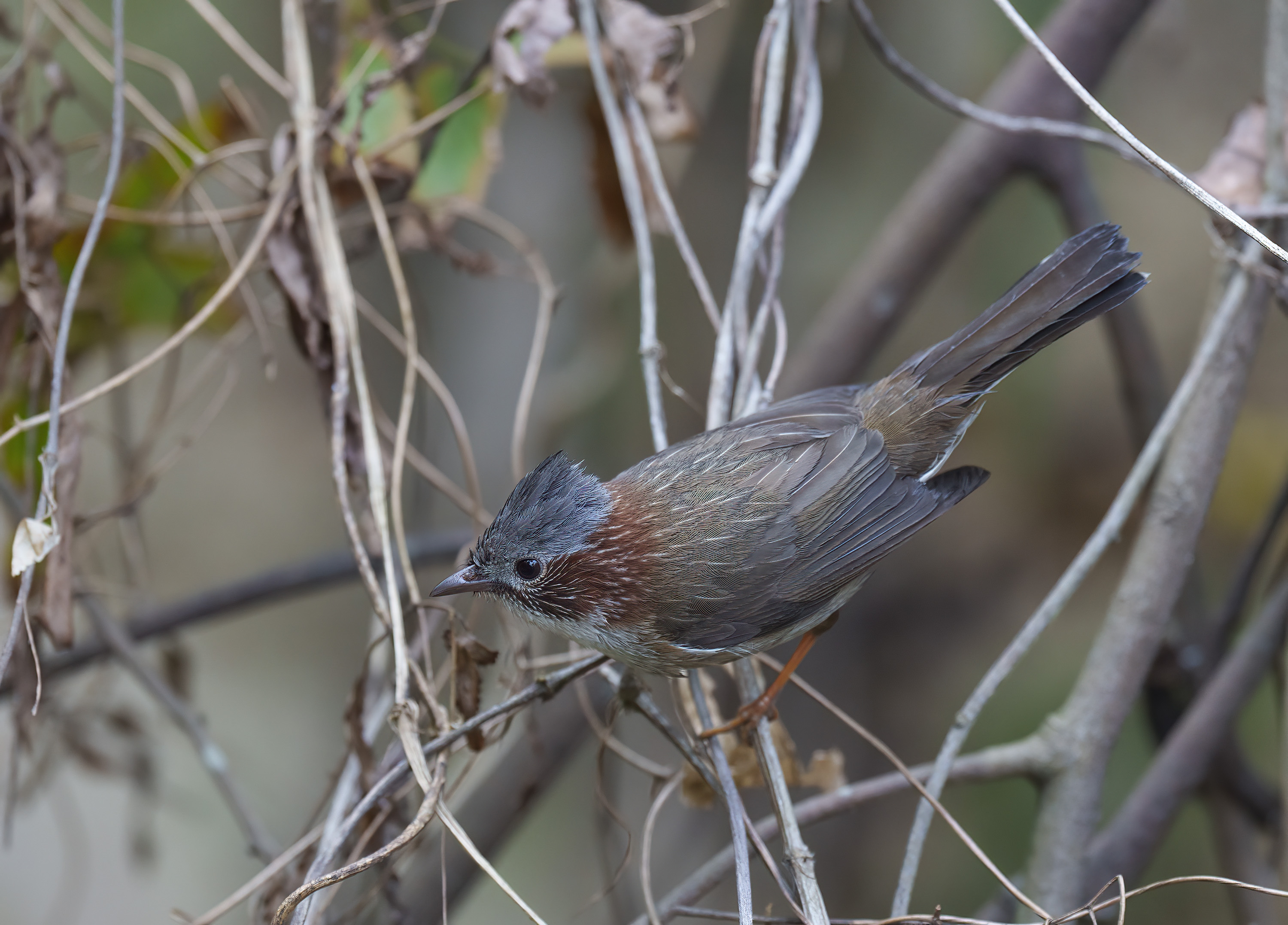 Striated Yuhina DSC02508 D.jpg