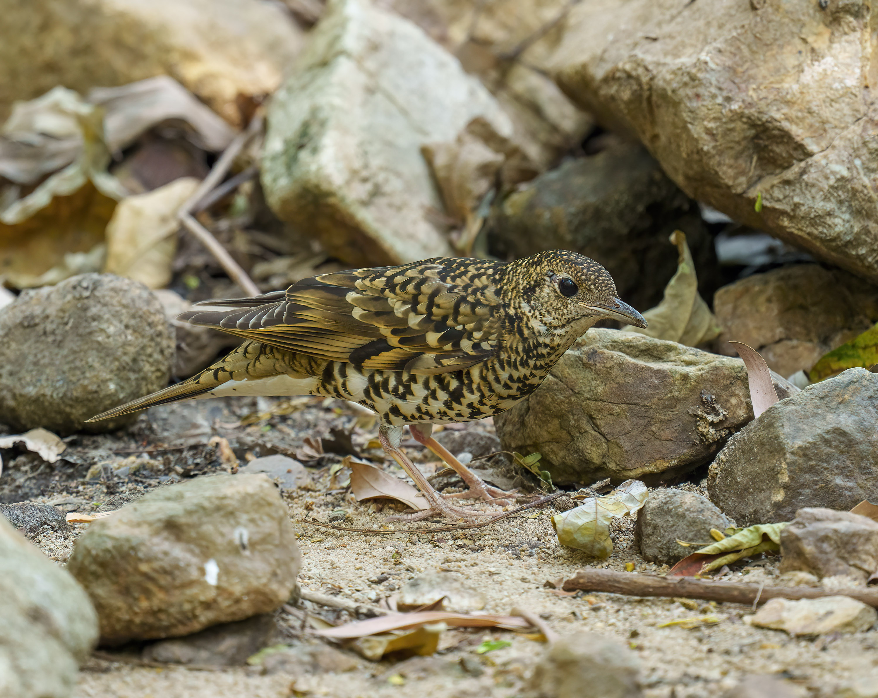 White's Thrush DSC06477 D.jpg