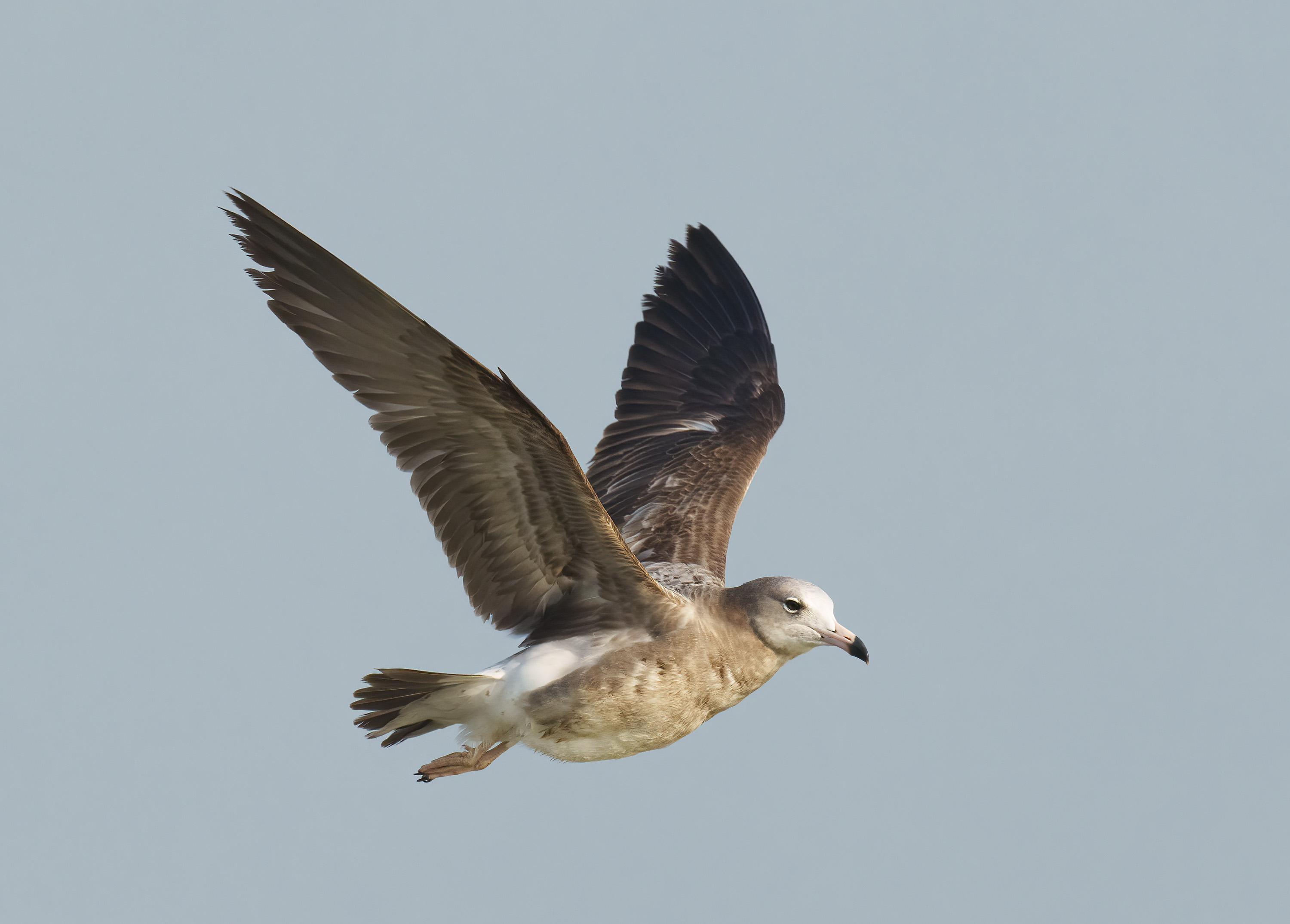 Black-tailed Gull DSC03147 D.jpg