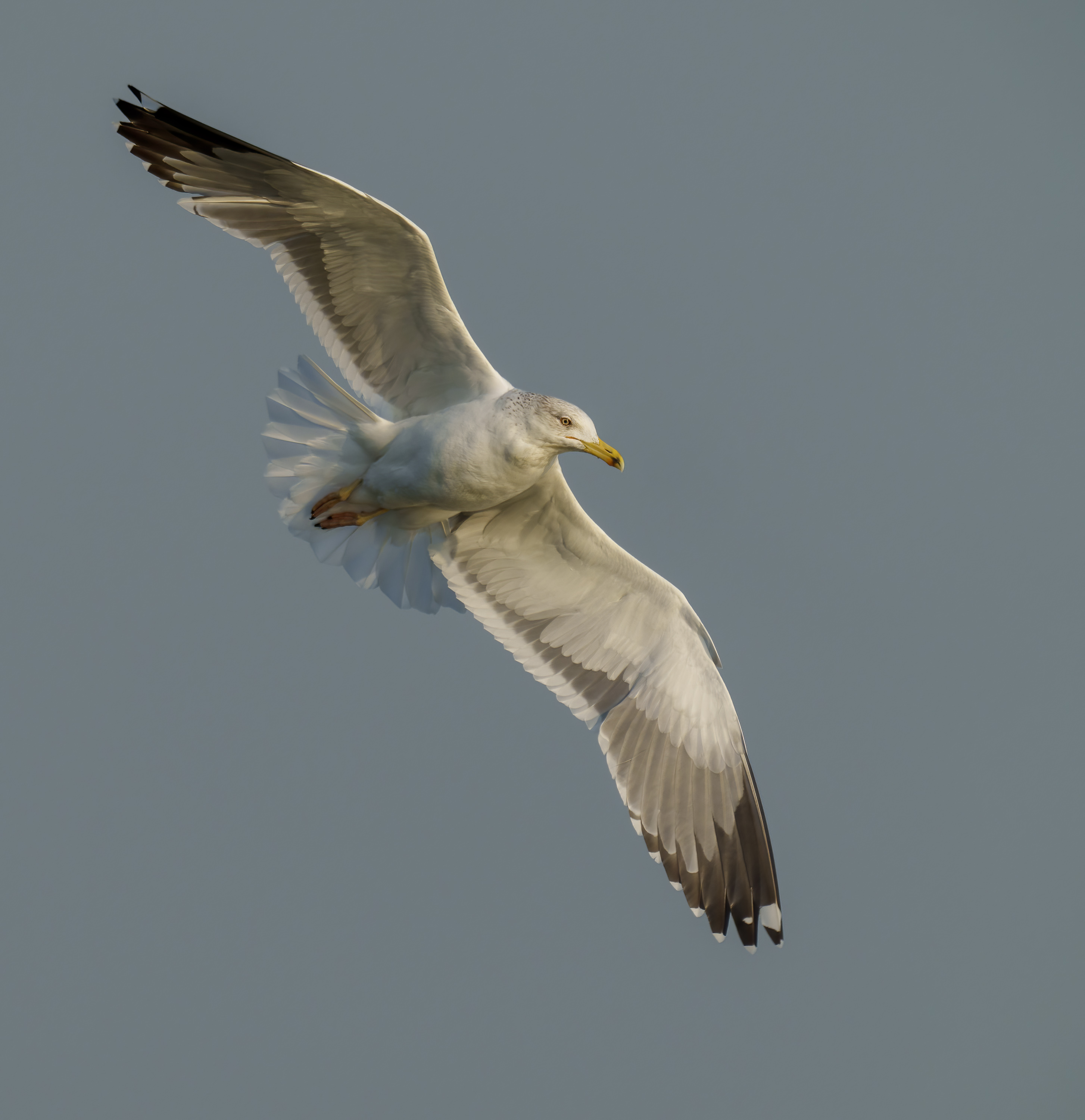 Lesser Black-backed Gull DSC04809 D.jpg