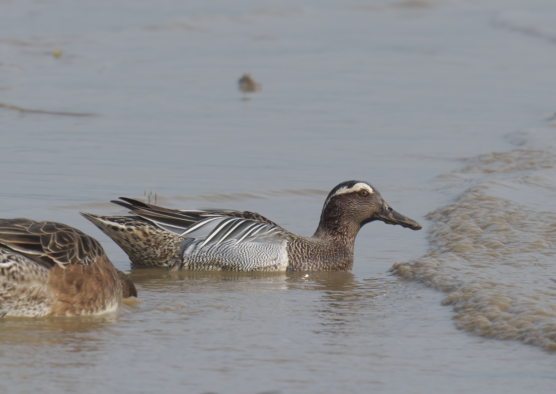 Garganey DSC08808 D.jpg