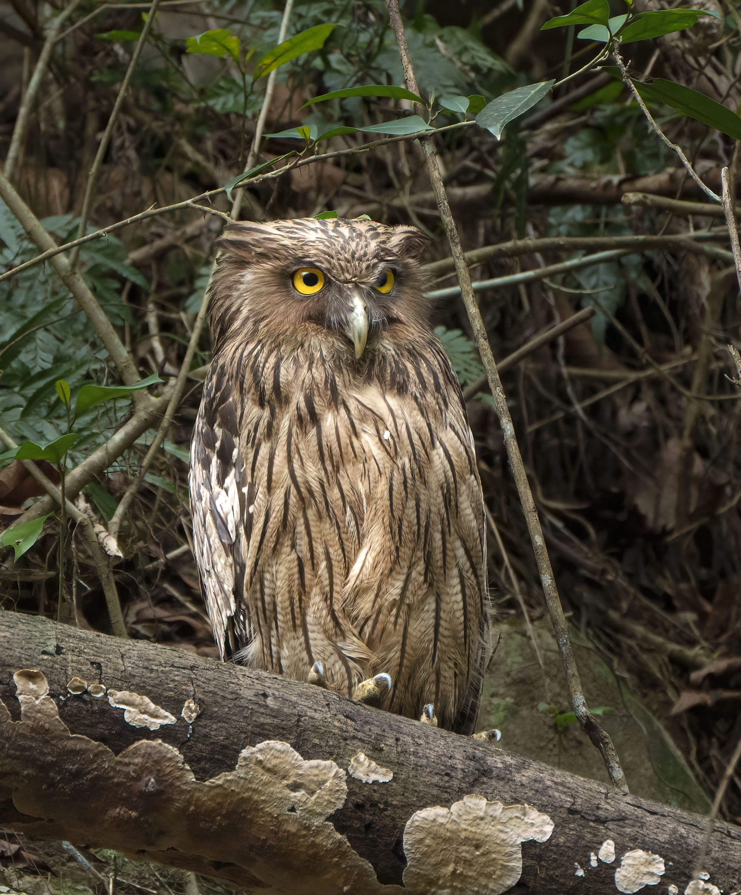 Brown Fish Owl DSC09701 D.jpg