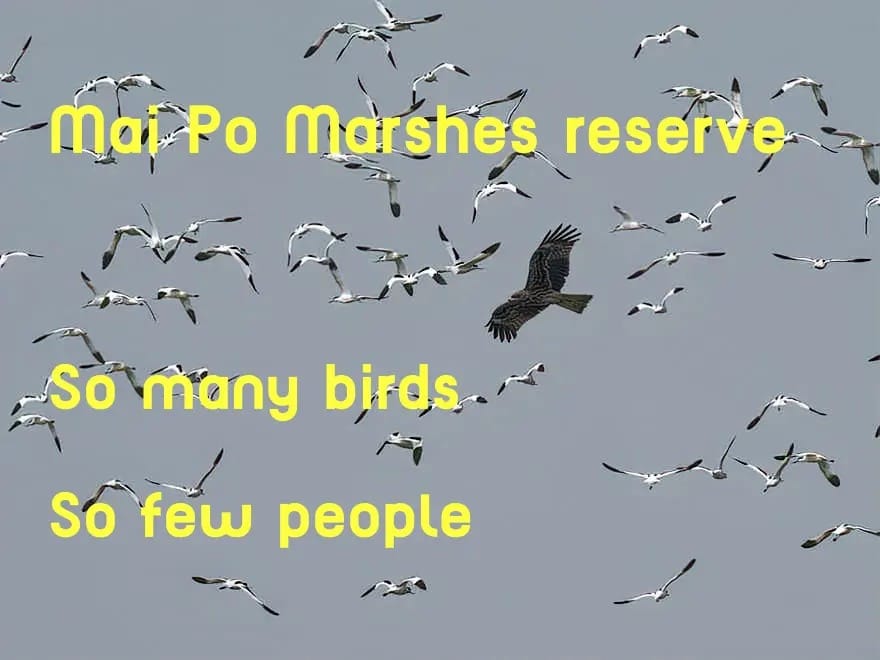 mai po marshes so many birds so few visitors.jpg copy.jpg