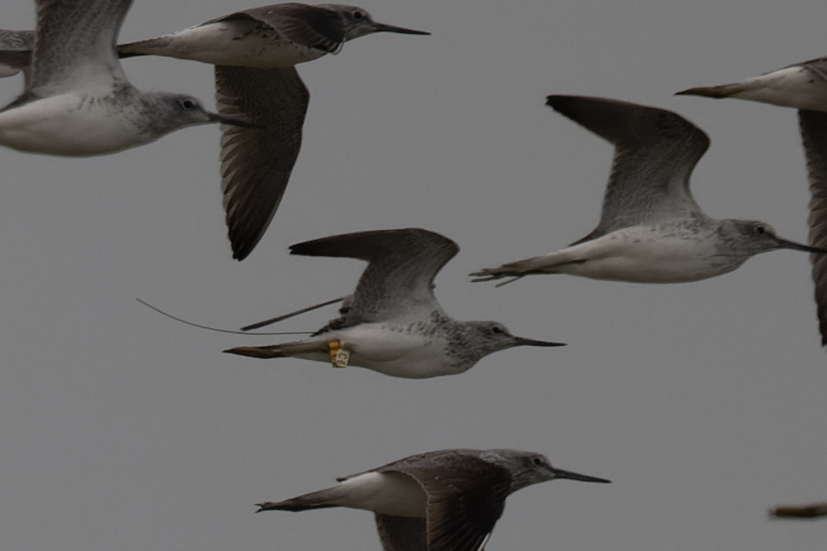 cntlaw_hkbws_commongreenshank04.jpg