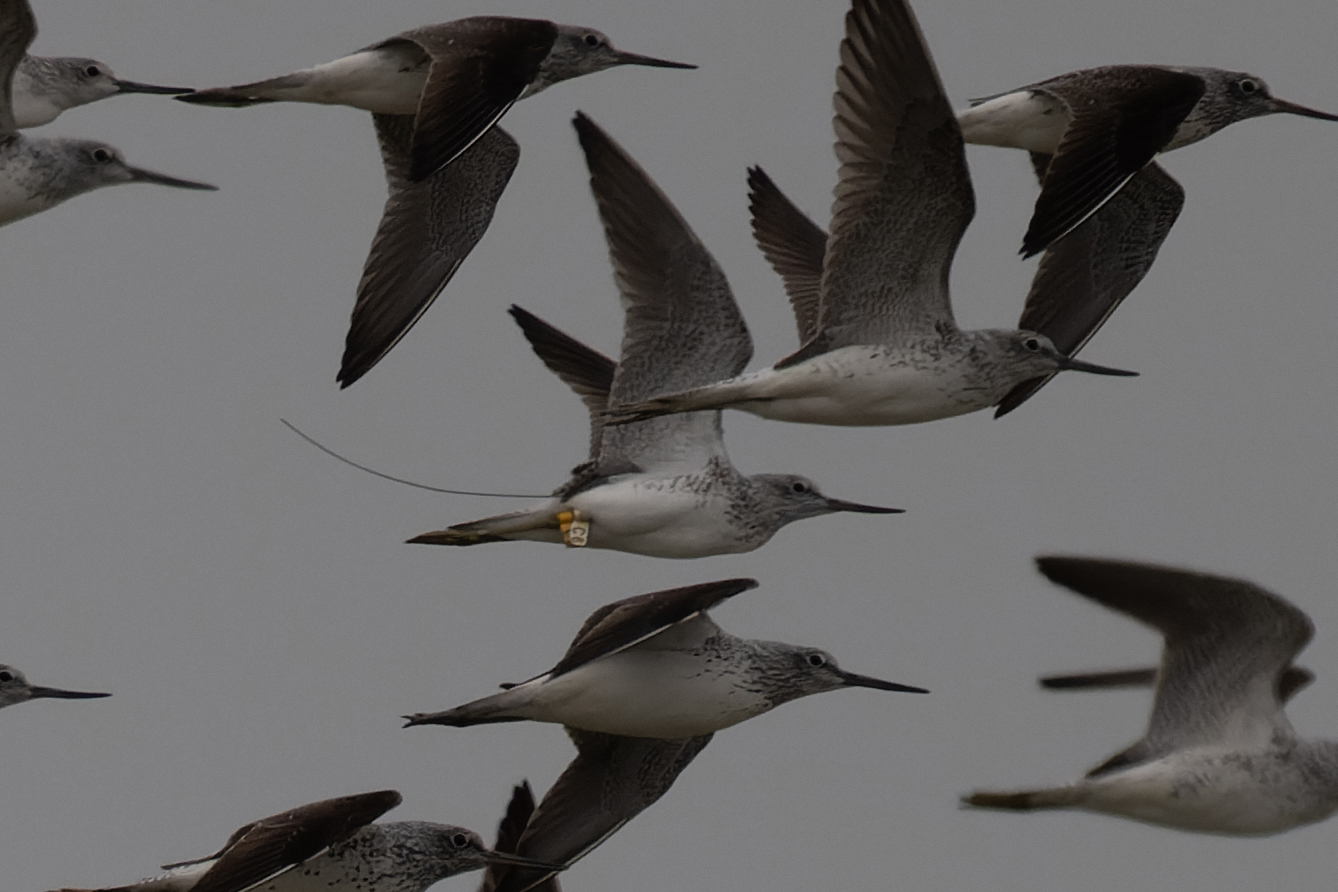 cntlaw_hkbws_commongreenshank03.jpg