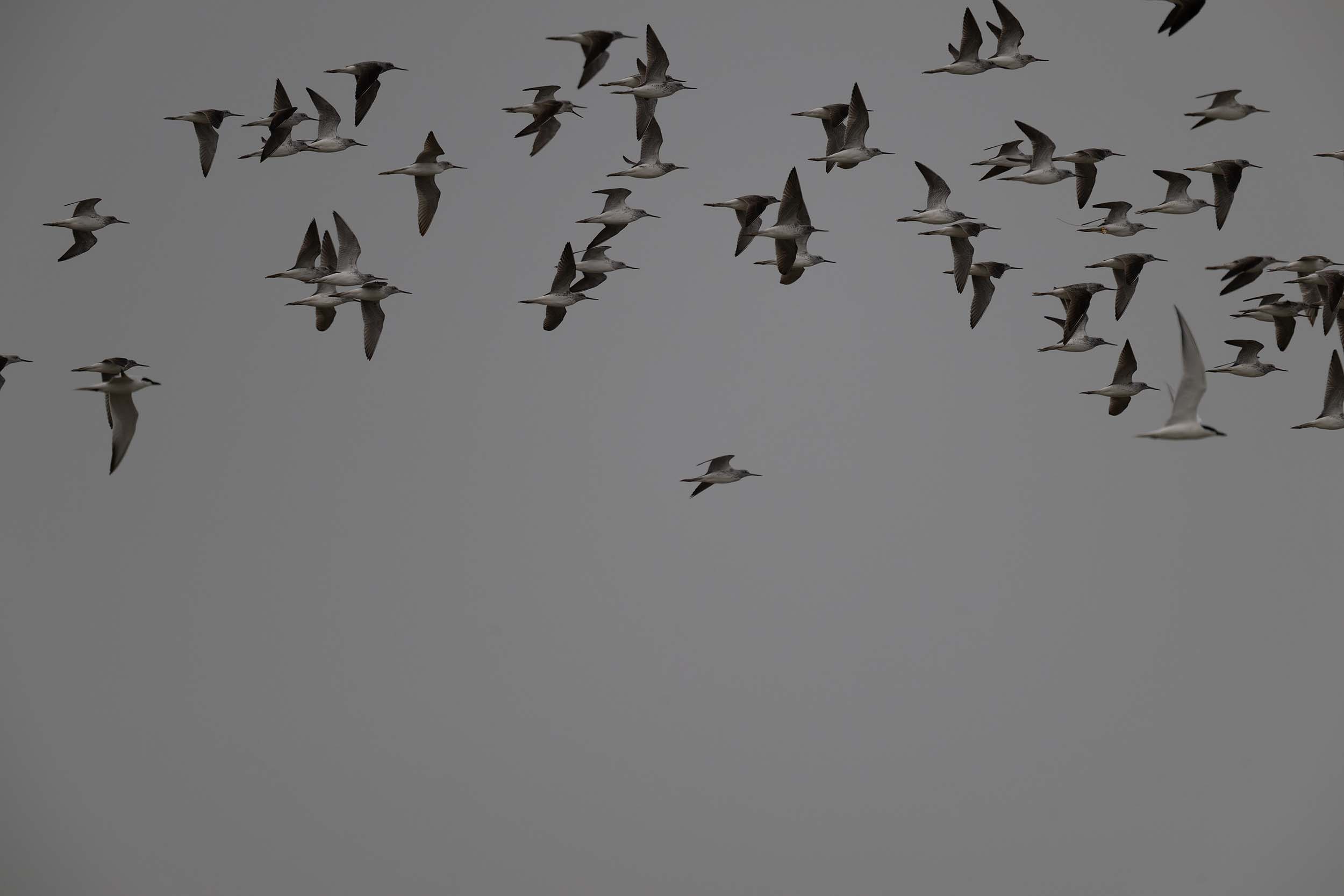 cntlaw_hkbws_commongreenshank05 copysmall.jpg