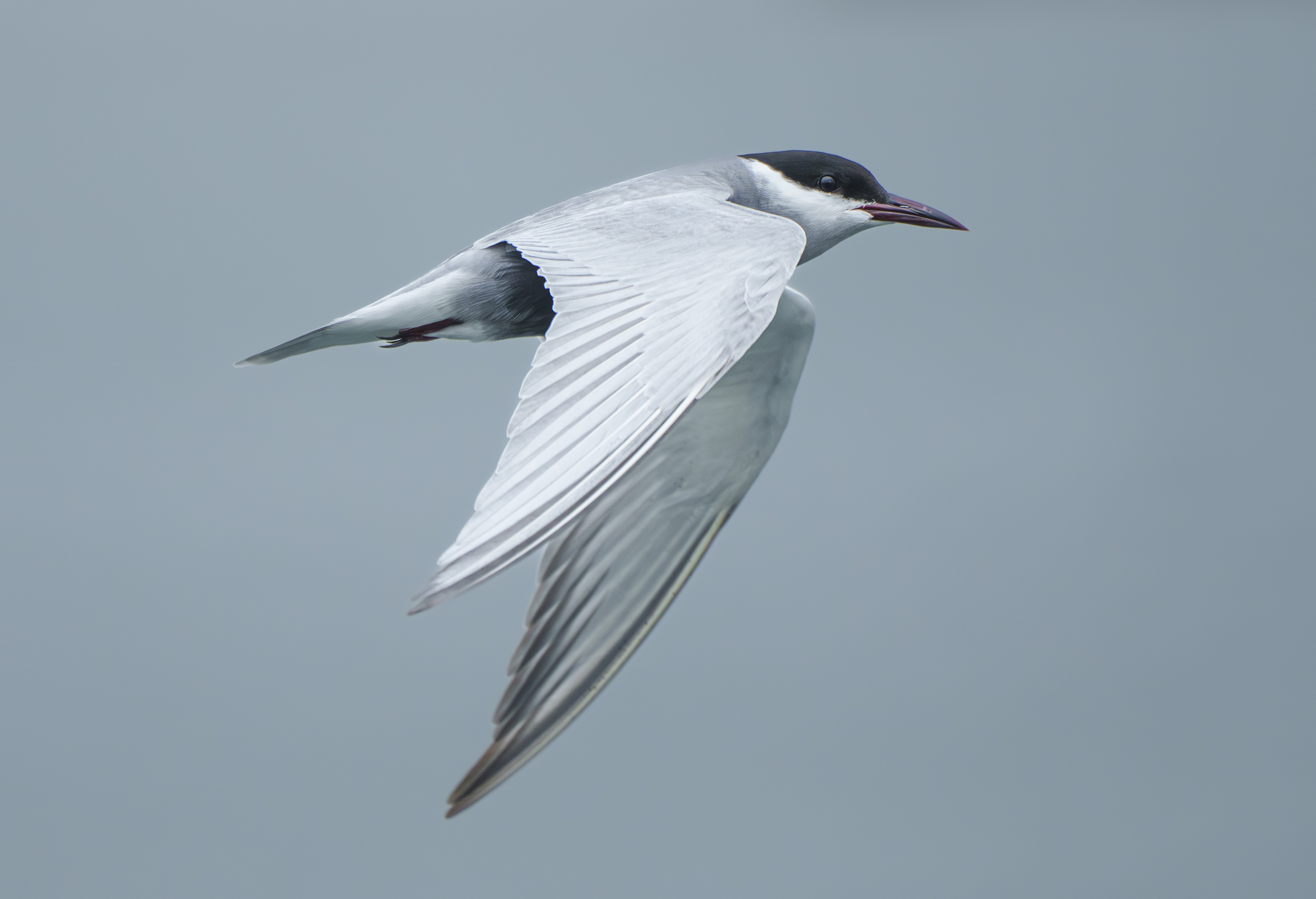 Whiskered Tern DSC01282.jpg