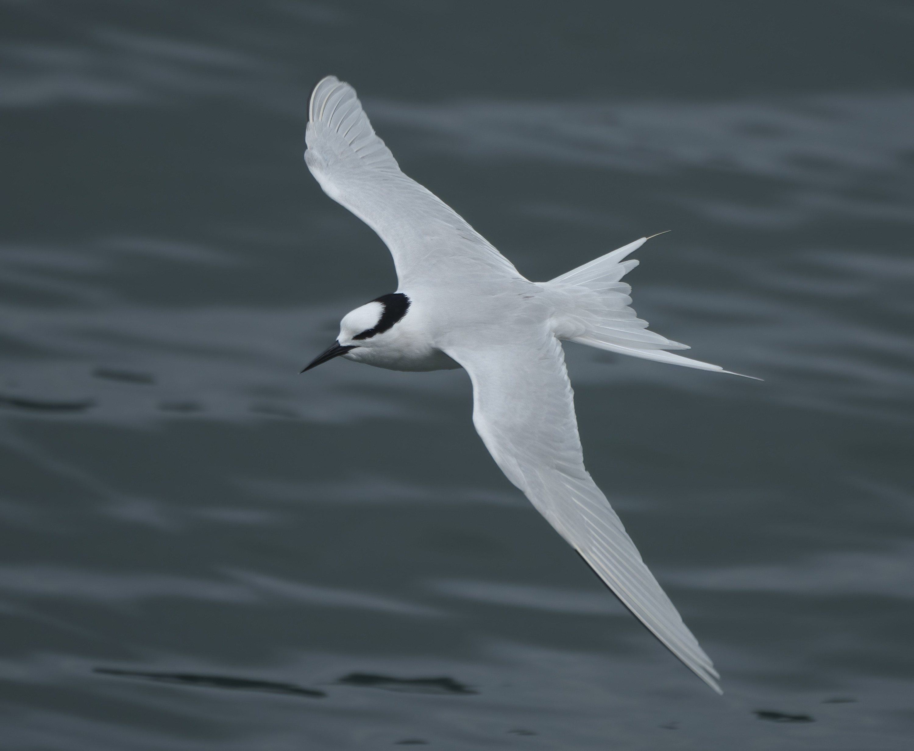 Black-naped Tern DSC01704 D.jpg